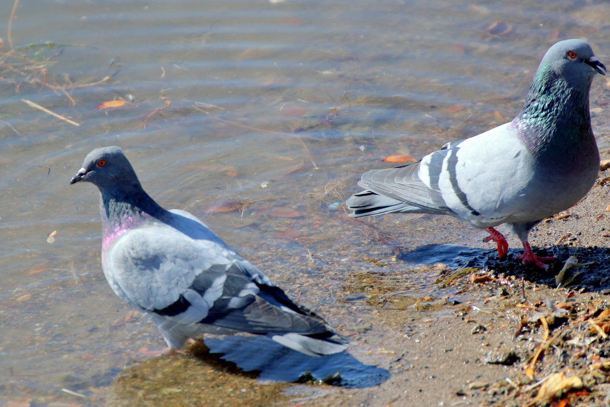 Rock Pigeon (Feral Pigeon) - ML610063675