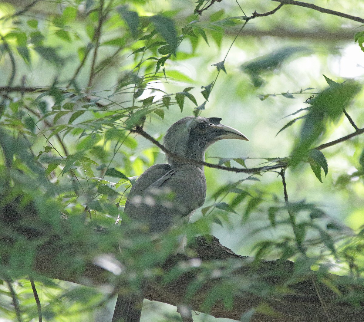 Indian Gray Hornbill - ML610063985