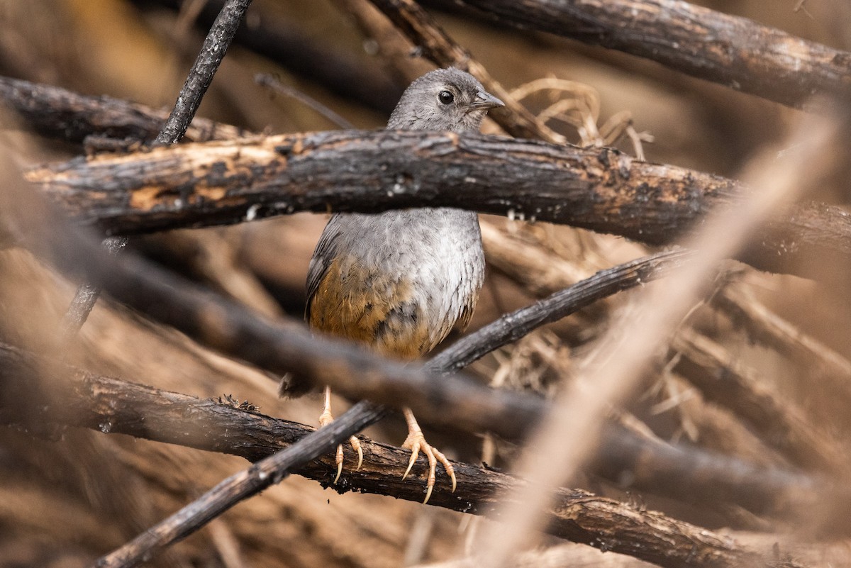 Ochre-flanked Tapaculo - ML610064068