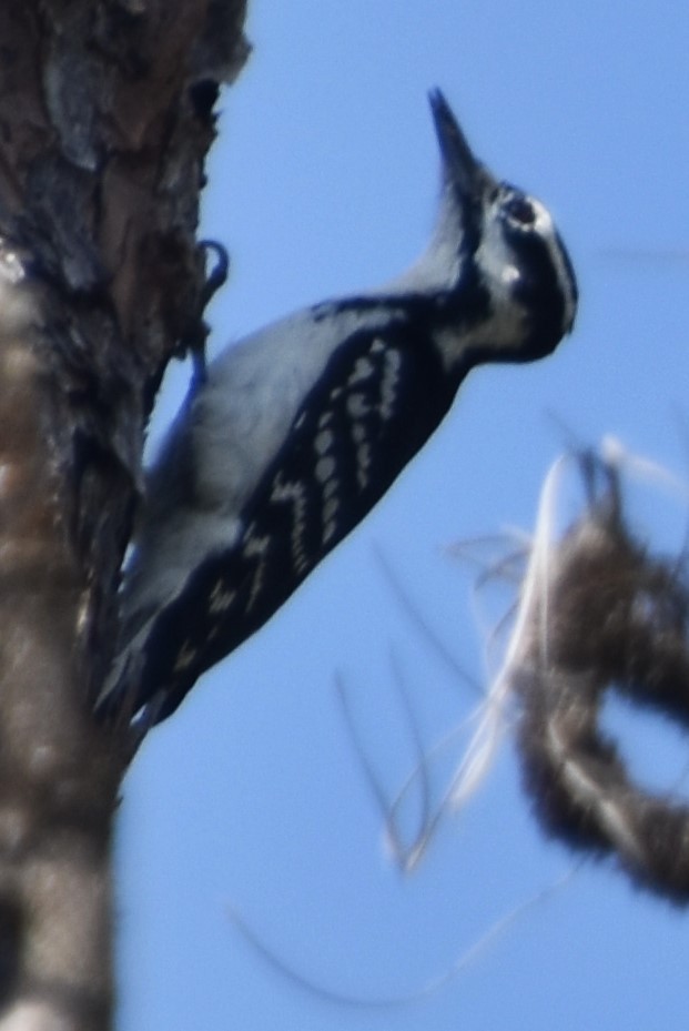 Hairy Woodpecker - ML610064254