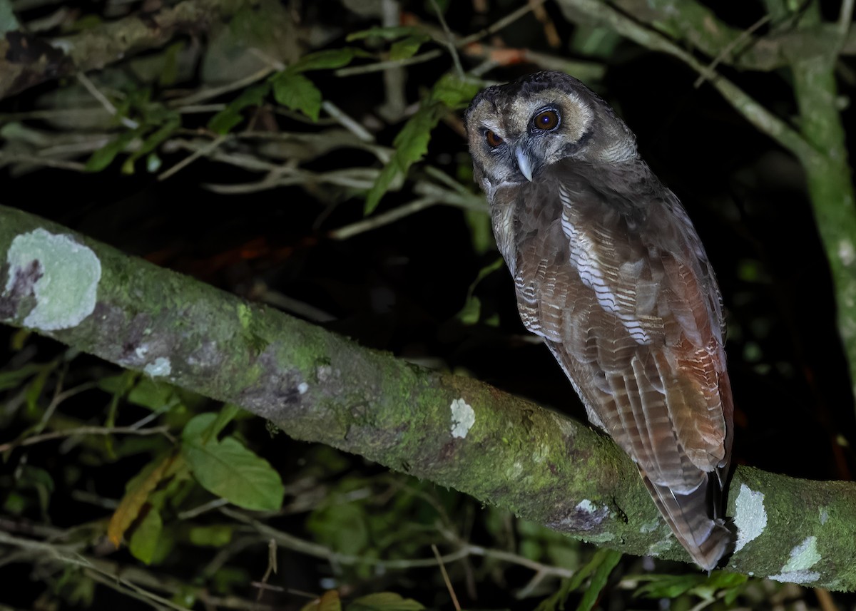 Brown Wood-Owl (Brown) - ML610064587