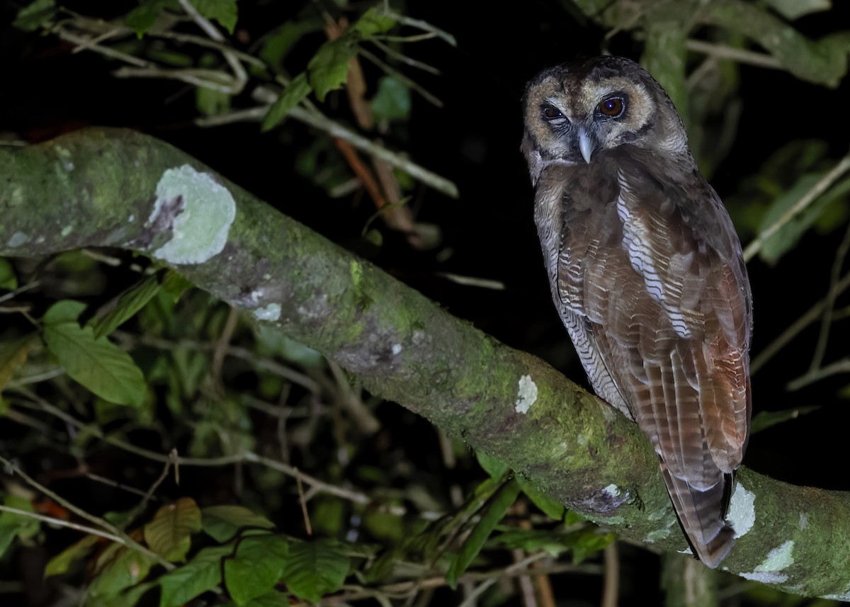 Brown Wood-Owl (Brown) - ML610064588