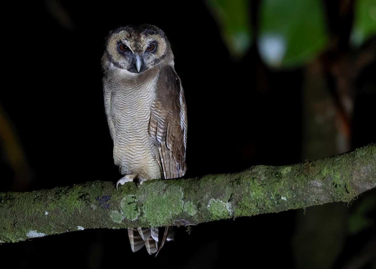 Brown Wood-Owl (Brown) - Ayuwat Jearwattanakanok