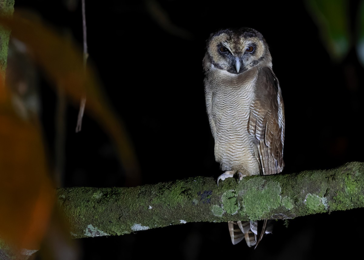 Brown Wood-Owl (Brown) - ML610064590