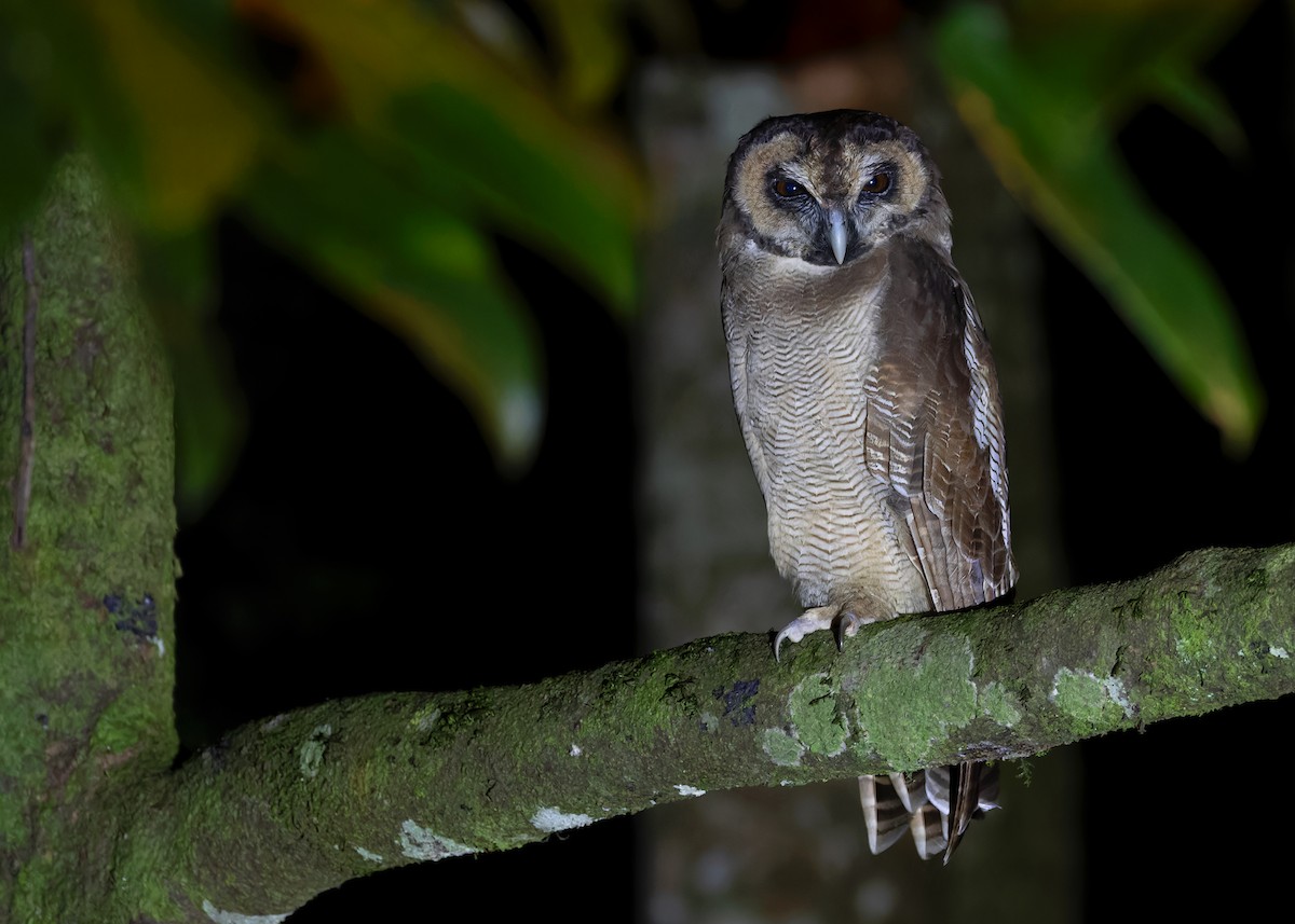 Brown Wood-Owl (Brown) - ML610064591