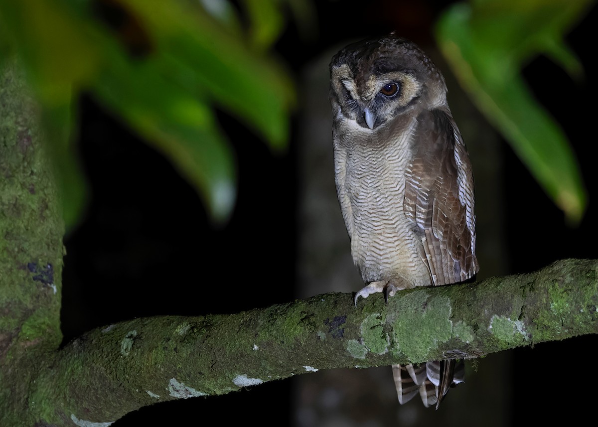 Brown Wood-Owl (Brown) - ML610064592