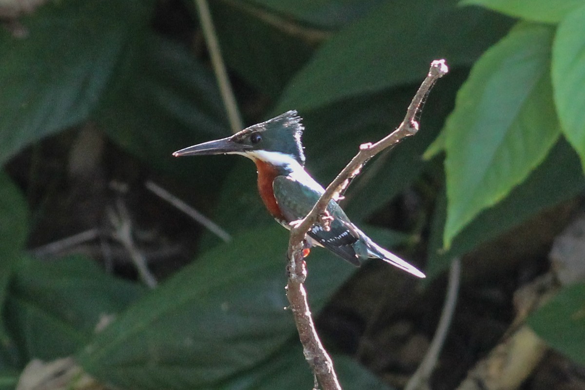 Green Kingfisher - Yaudimar Bermúdez