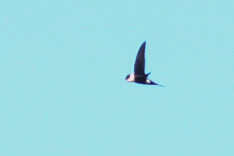 Lesser Swallow-tailed Swift - ML610064933