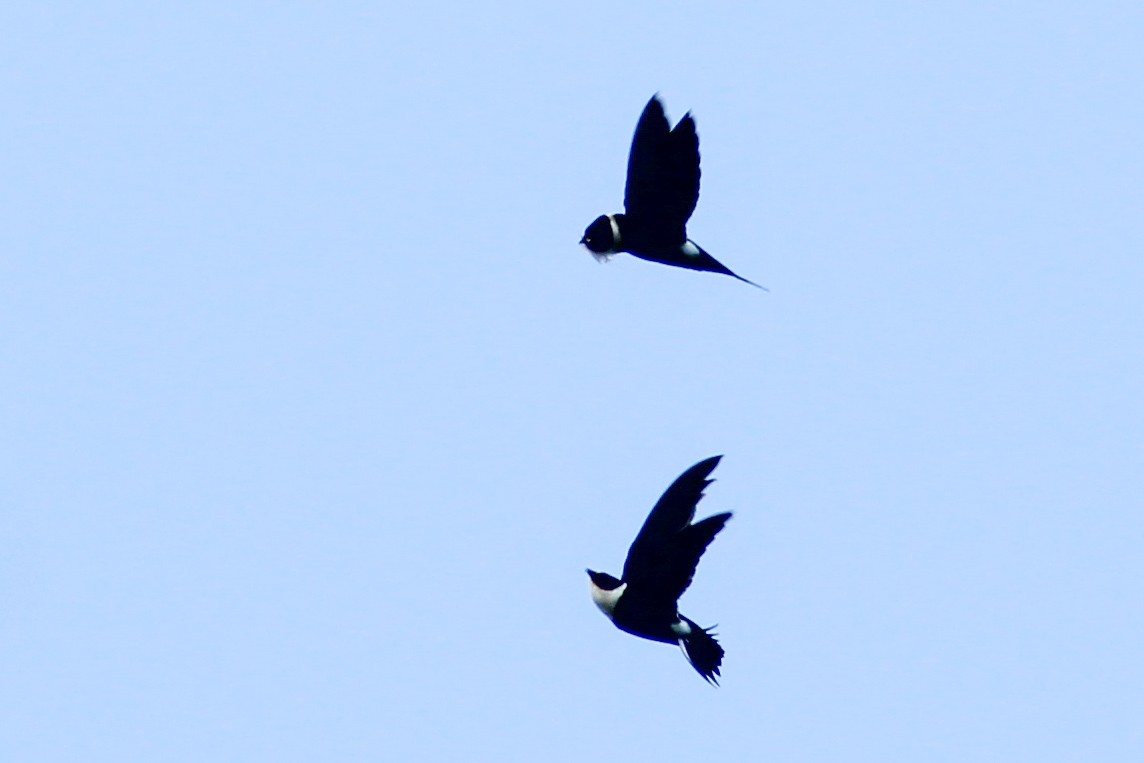 Lesser Swallow-tailed Swift - ML610064934