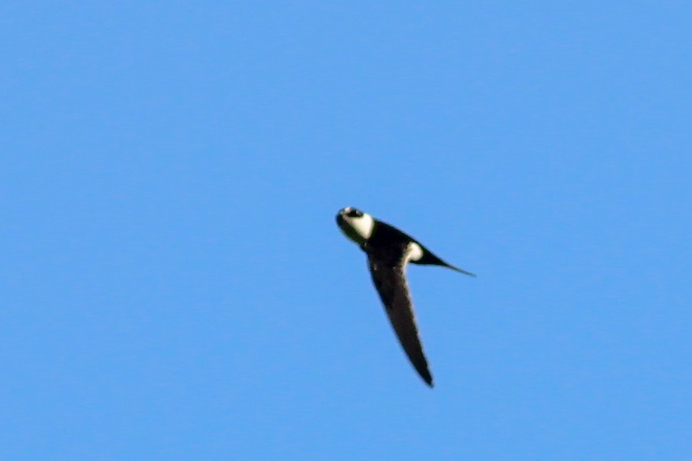 Lesser Swallow-tailed Swift - Yaudimar Bermúdez
