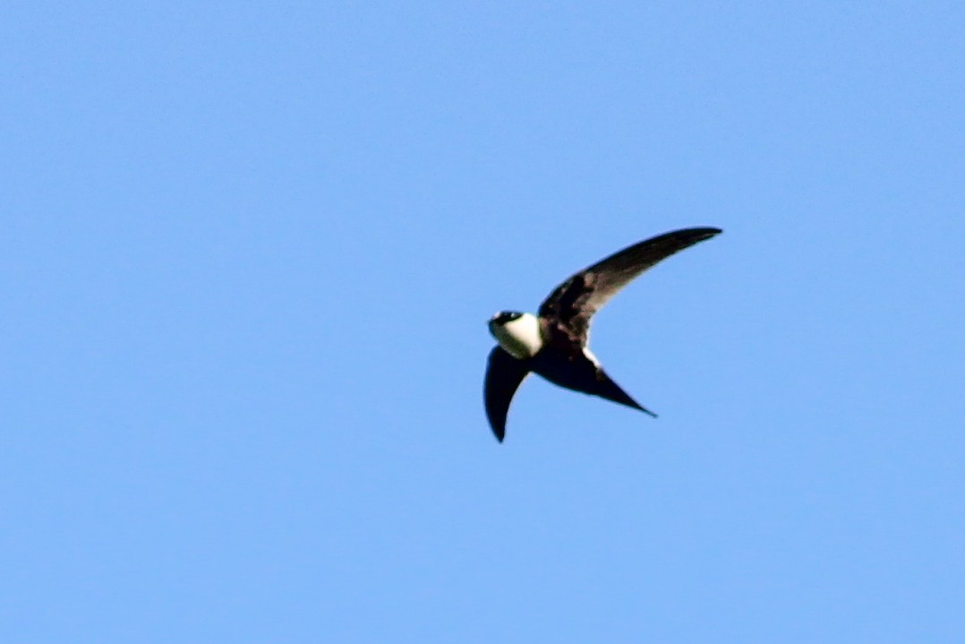 Lesser Swallow-tailed Swift - ML610064936