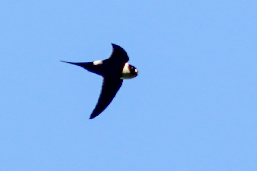 Lesser Swallow-tailed Swift - ML610064937