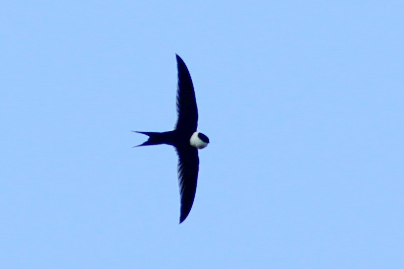 Lesser Swallow-tailed Swift - ML610064938