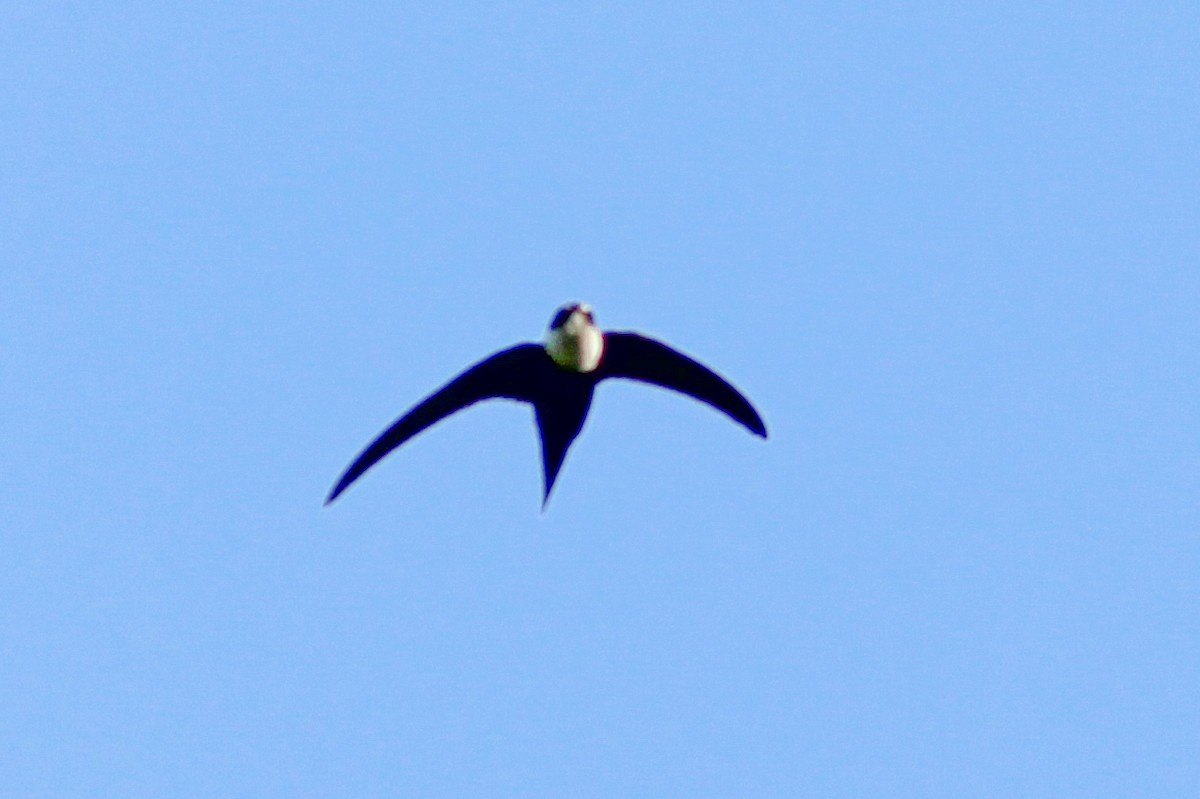 Lesser Swallow-tailed Swift - ML610064939