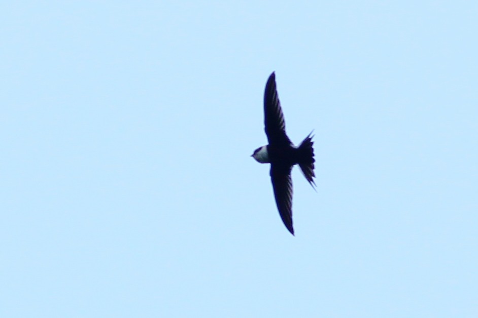 Lesser Swallow-tailed Swift - ML610064940