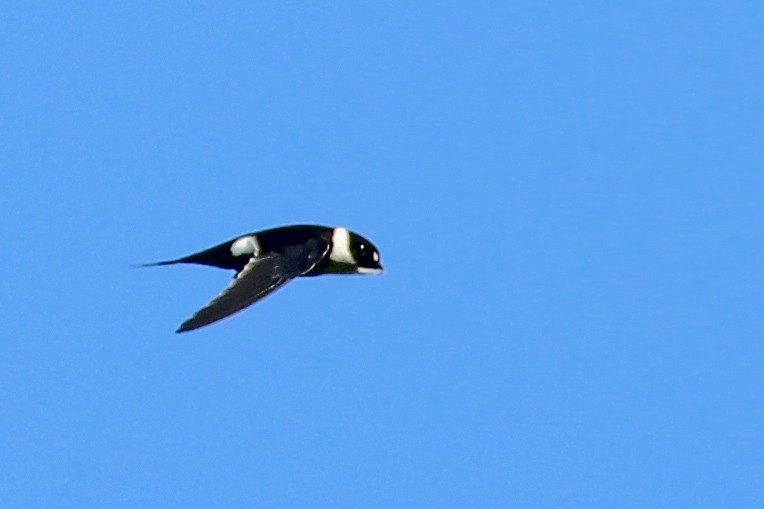 Lesser Swallow-tailed Swift - ML610064941