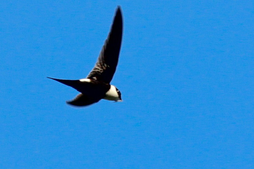Lesser Swallow-tailed Swift - ML610064942