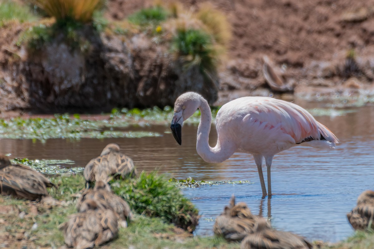 Chilean Flamingo - Michael Herrera