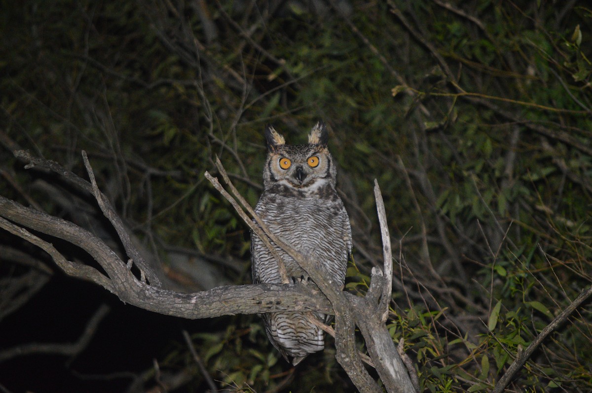 Great Horned Owl - ML610065282