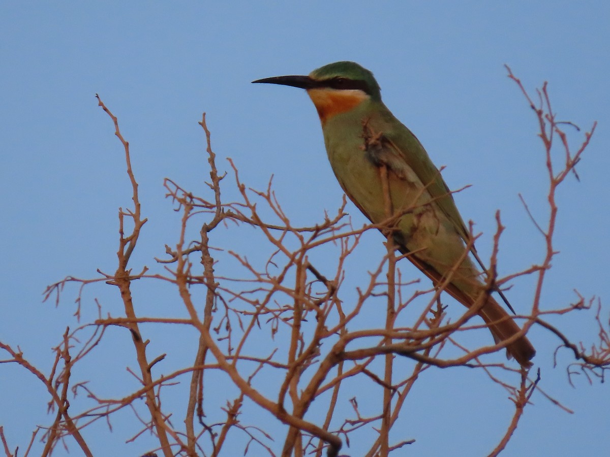 Blue-cheeked Bee-eater - ML610065421