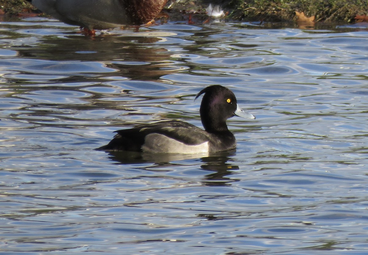 Tufted Duck - ML610065494