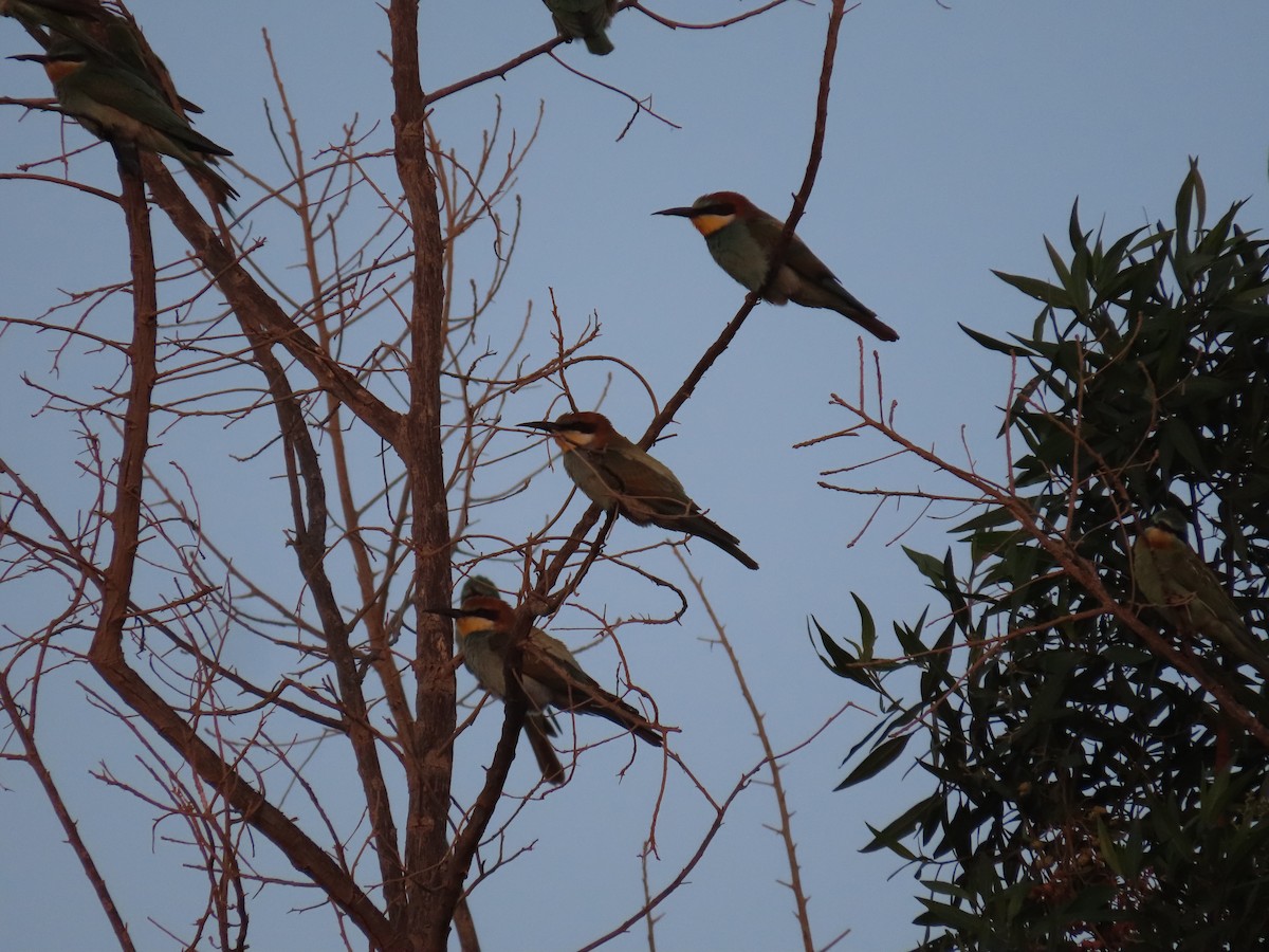 European Bee-eater - ML610065542