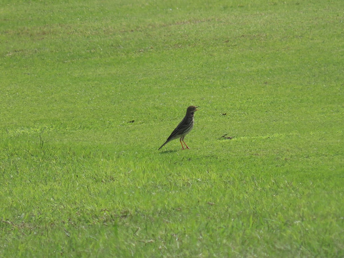 Red-throated Pipit - ML610065879