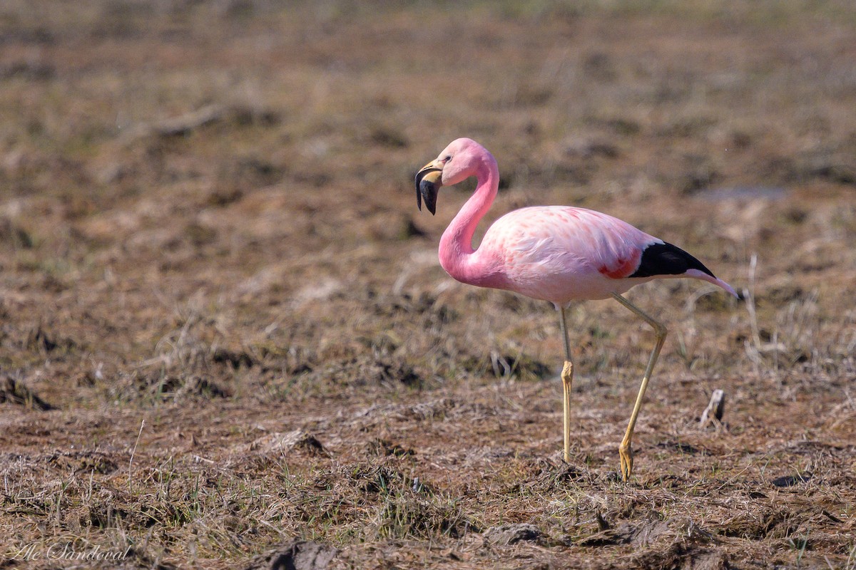 Andean Flamingo - ML610065961