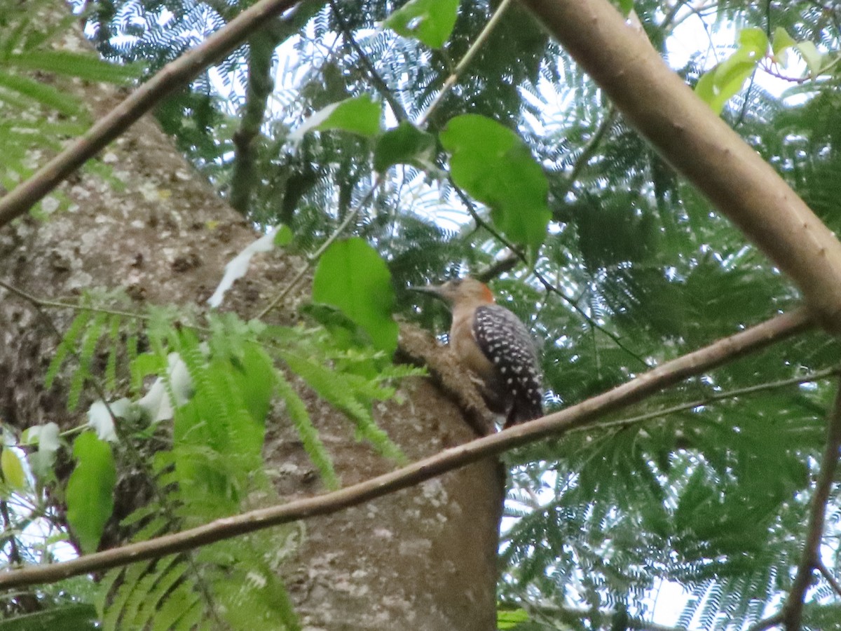 Red-crowned Woodpecker - ML610066238