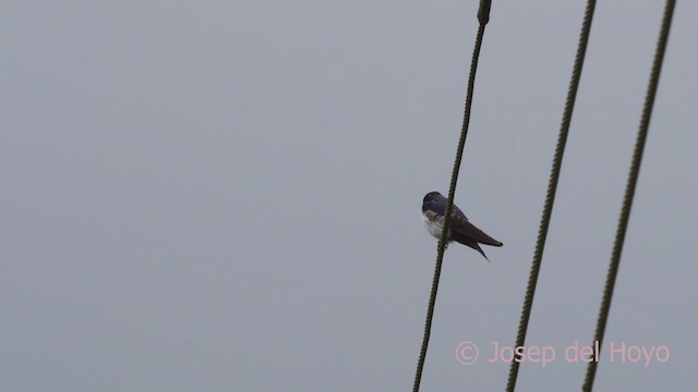 Blue-and-white Swallow (cyanoleuca) - ML610066388