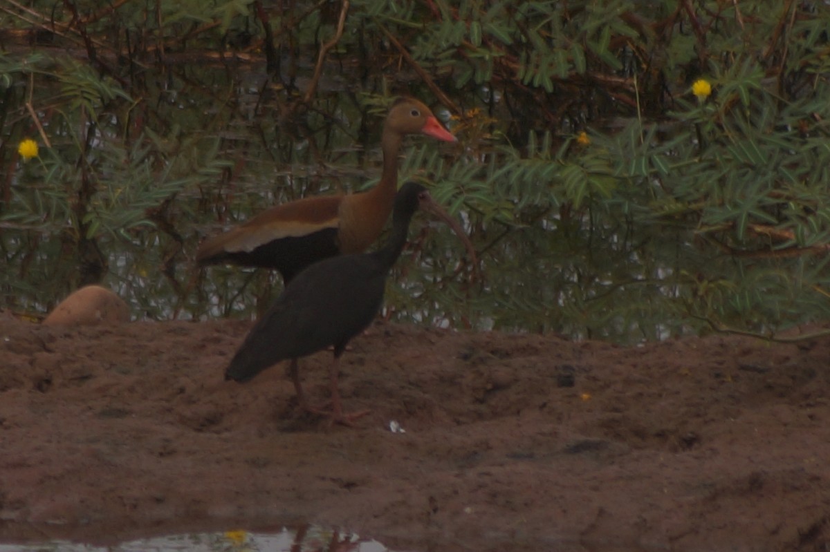 Black-bellied Whistling-Duck - Federación Nacional de Cultivadores de Palma de Aceite Fedepalma