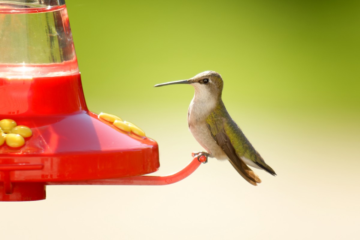 Ruby-throated Hummingbird - Linda Petersen