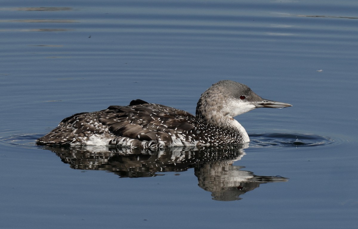 Red-throated Loon - ML610067554