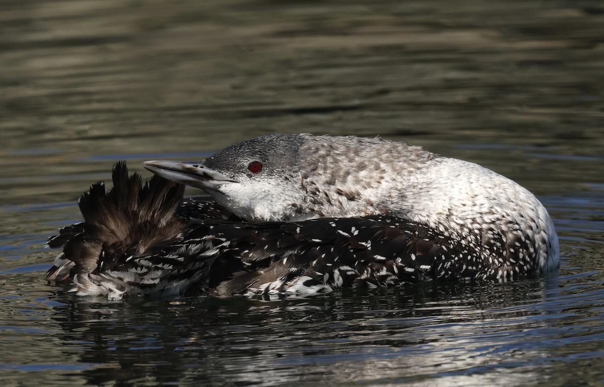 Red-throated Loon - Hal and Kirsten Snyder