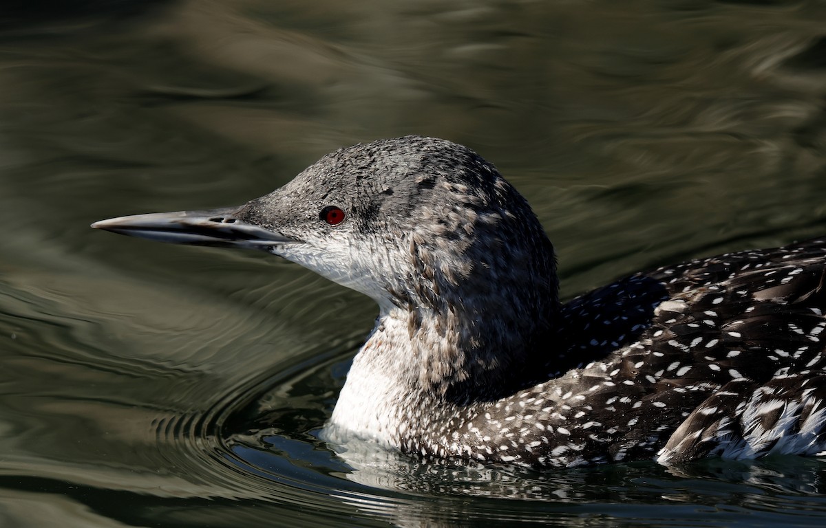 Red-throated Loon - ML610067556
