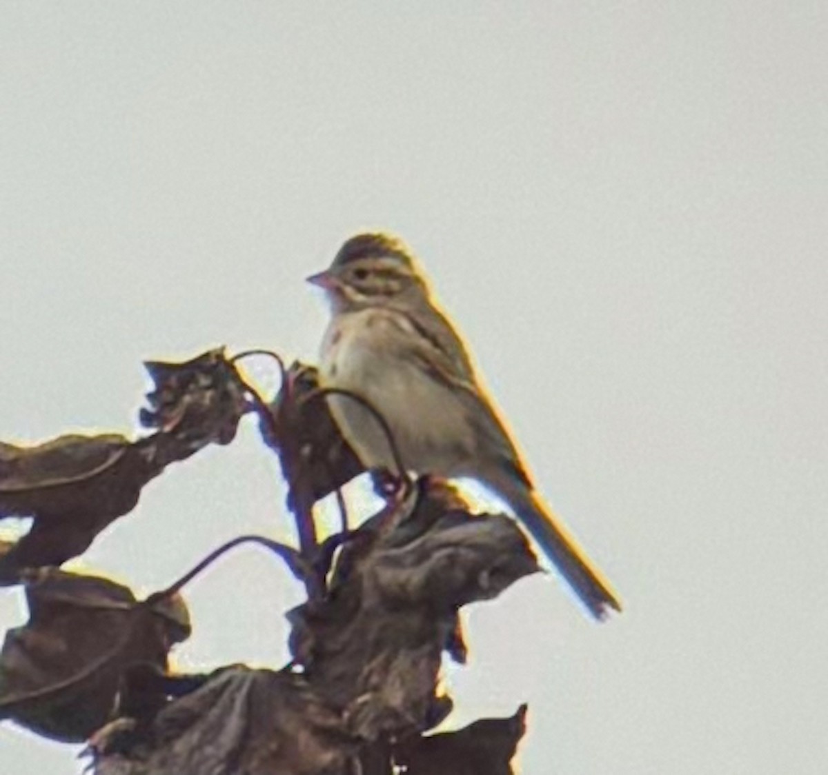 Clay-colored Sparrow - ML610068091