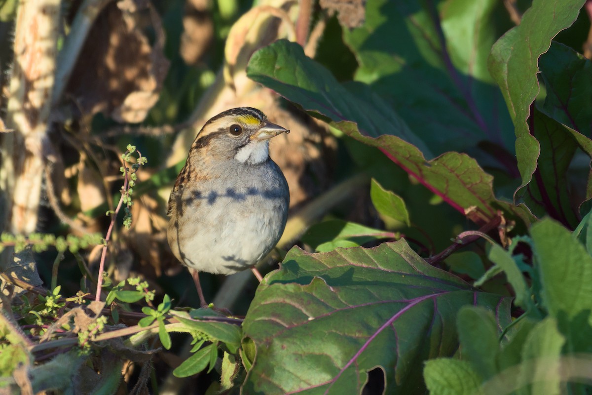 White-throated Sparrow - Richard Trinkner