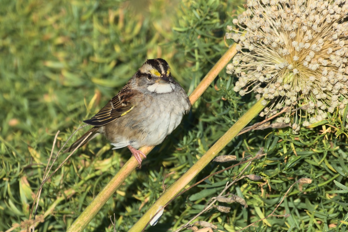 White-throated Sparrow - ML610068292