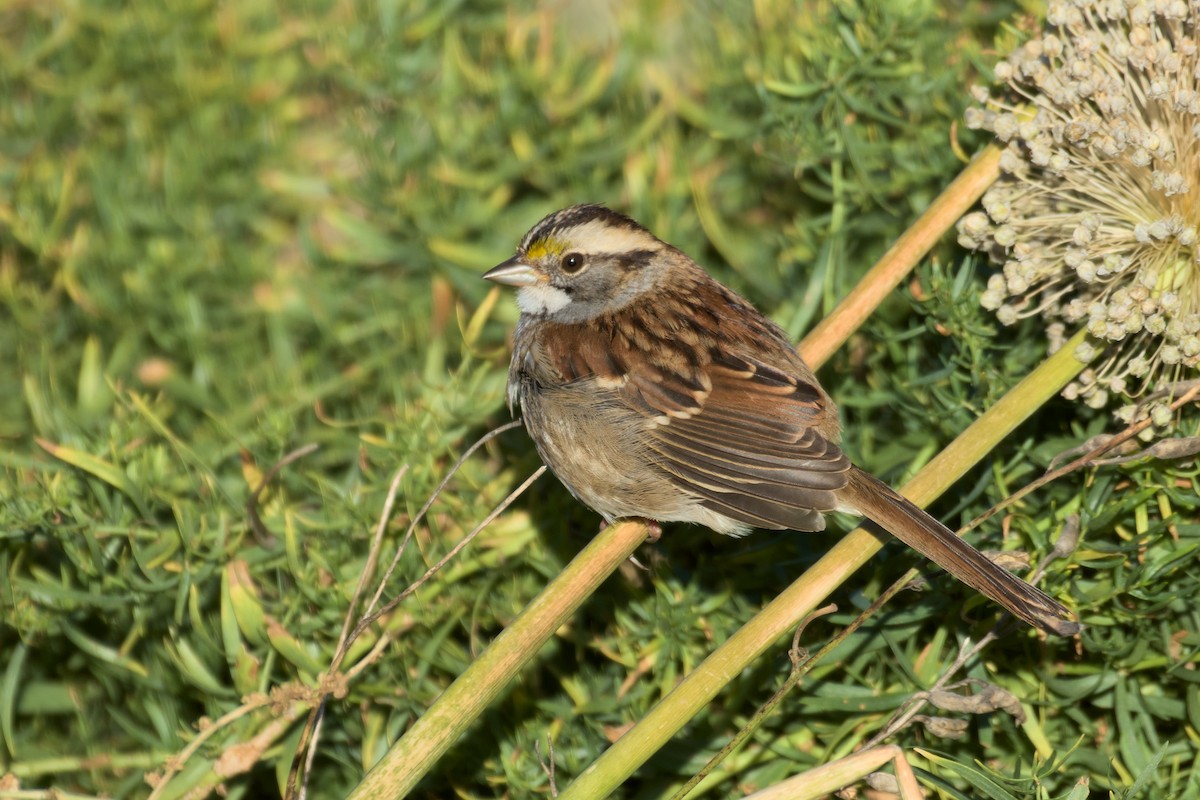 White-throated Sparrow - ML610068293