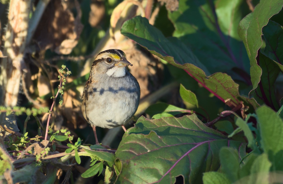 White-throated Sparrow - ML610068295