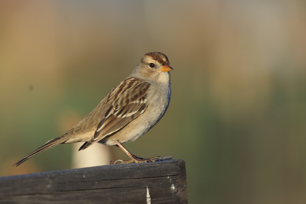 White-crowned Sparrow - ML610068323