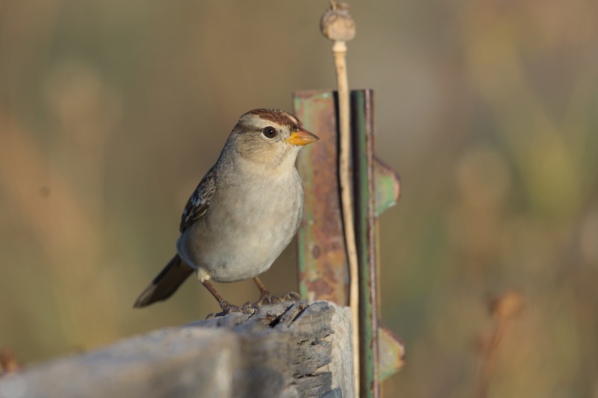 White-crowned Sparrow - ML610068325