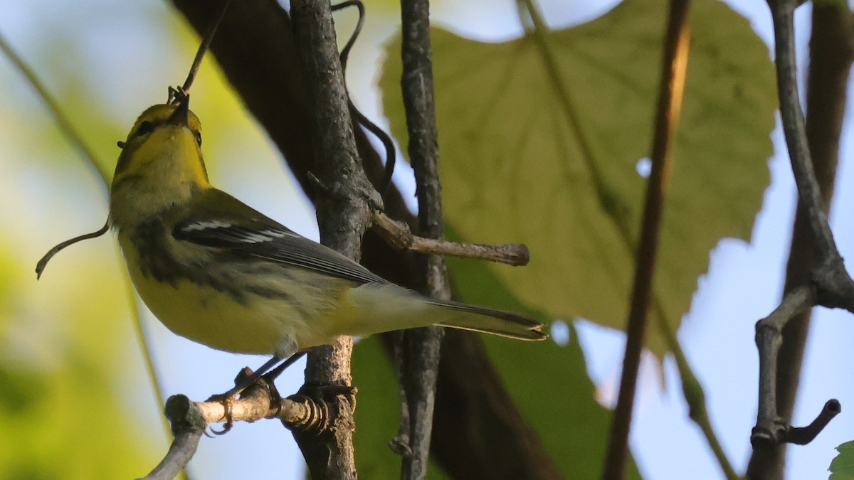 Black-throated Green Warbler - Tim Lenz