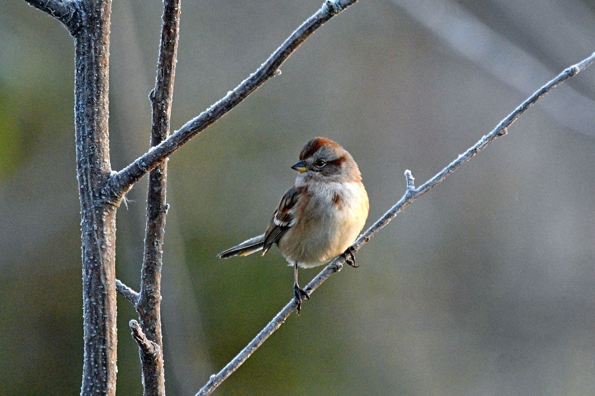 American Tree Sparrow - ML610069152
