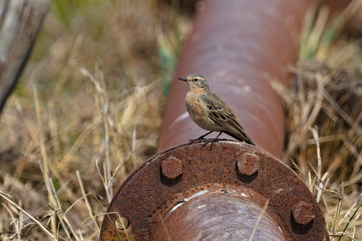 Water Pipit - ML610069163