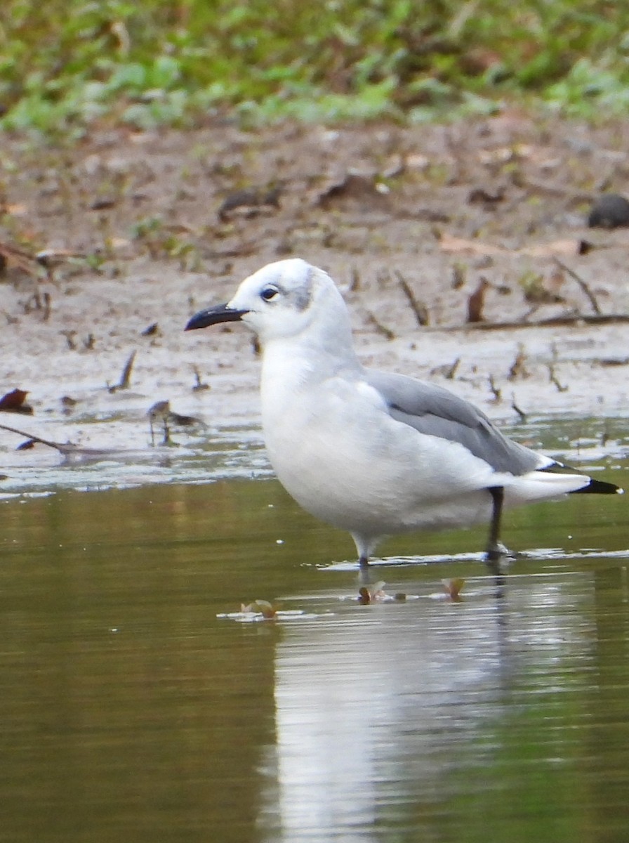 ebird-checklist-17-oct-2023-kincheloe-road-35-species