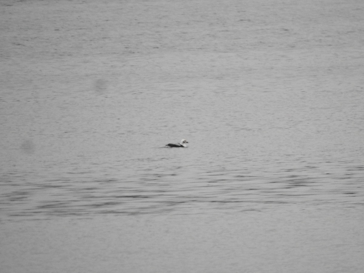 Long-tailed Duck - ML610069841