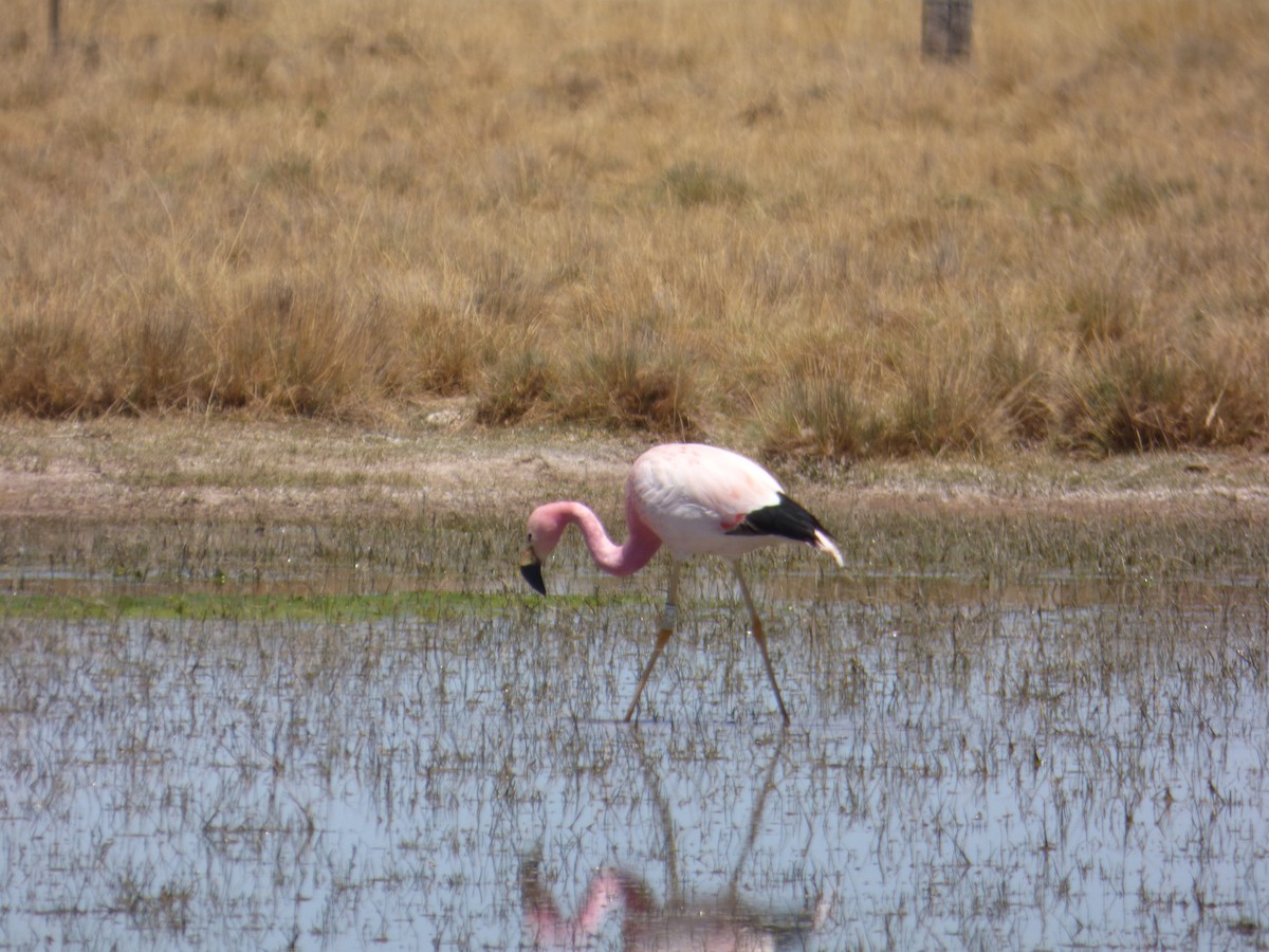 Andean Flamingo - ML610070245