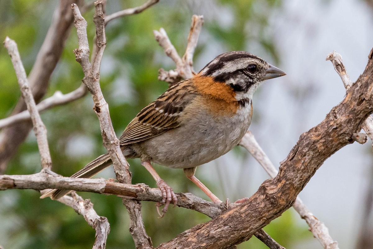 Rufous-collared Sparrow (Rufous-collared) - ML610070438