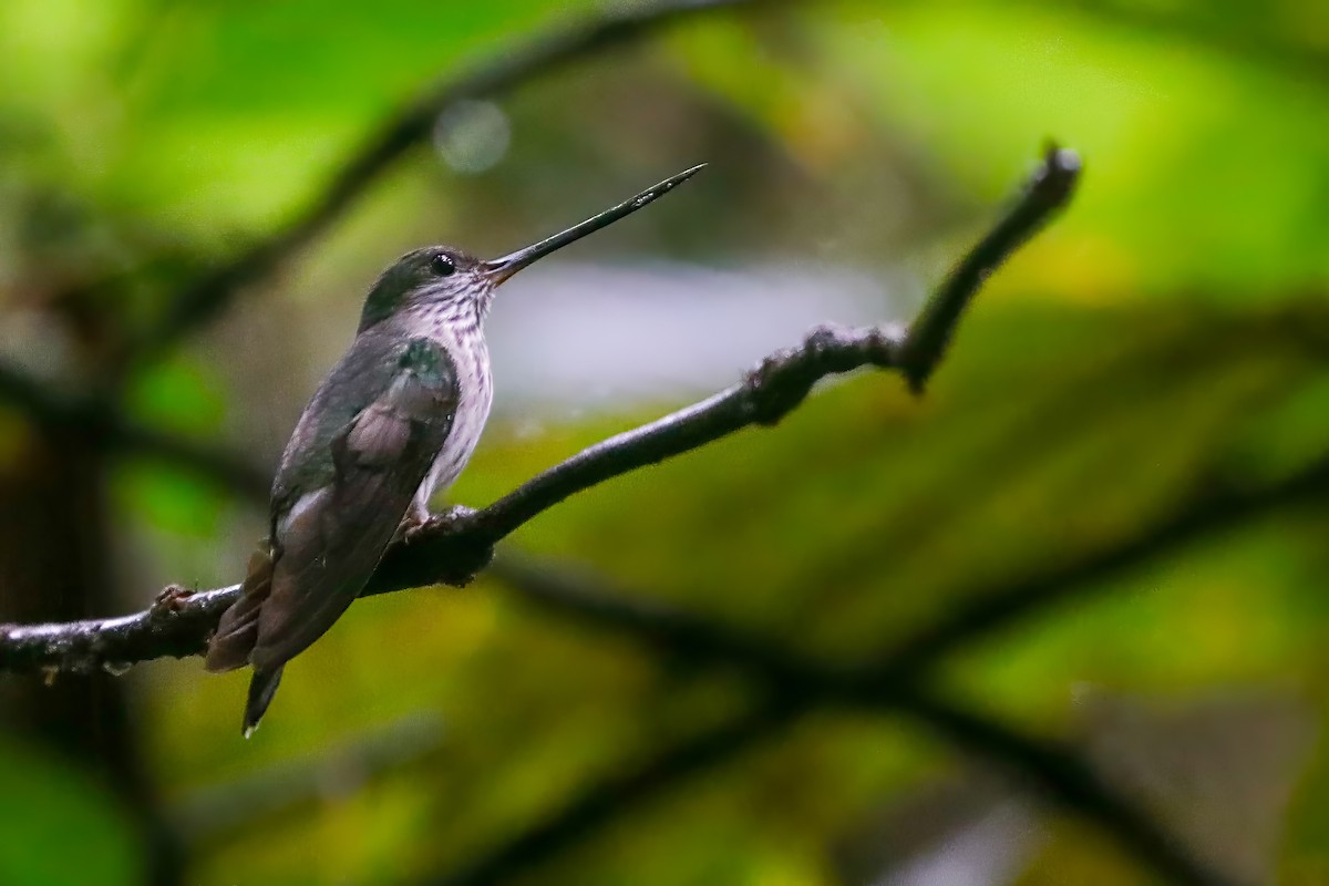 kolibřík háčkozobý - ML610070928